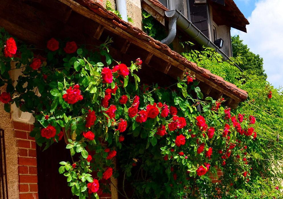 Auberge La Croix Blanche Combreux المظهر الخارجي الصورة